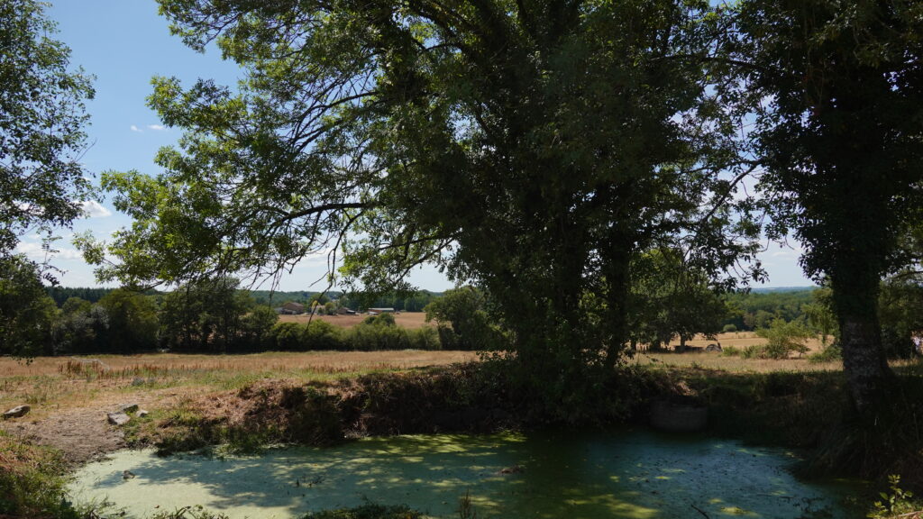 Étang au niveau d'eau très bas à Champniers-et-Reilhac, été 2026