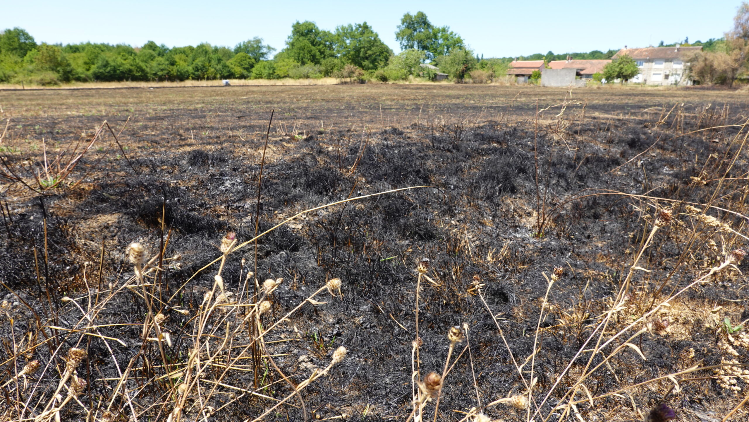 Photo de trace de feu de prairie